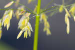 Annual wildrice <BR>Nakedstem dewflower <BR>Nakedstem dewflower <BR>Nakedstem dewflower <BR>Nakedstem dewflower